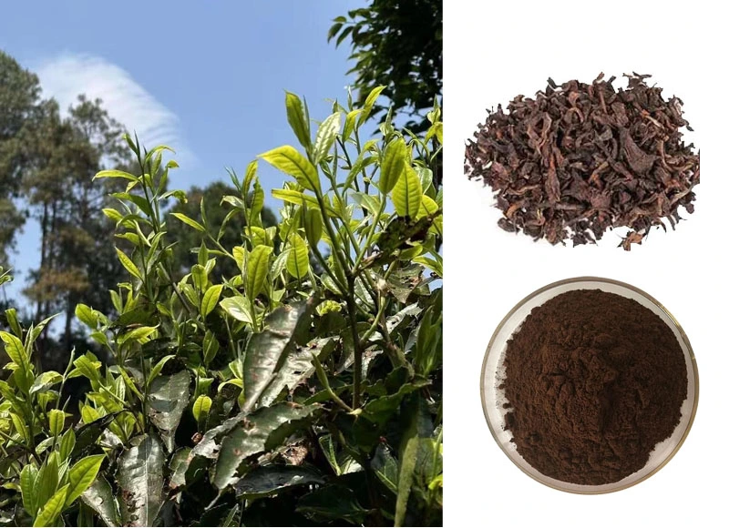 Free Sample Camellia Sinensis Var. Assamica Traditional Chinese Puer Tea Ripe Mini PU Erh Organic Puer Tuocha Tea