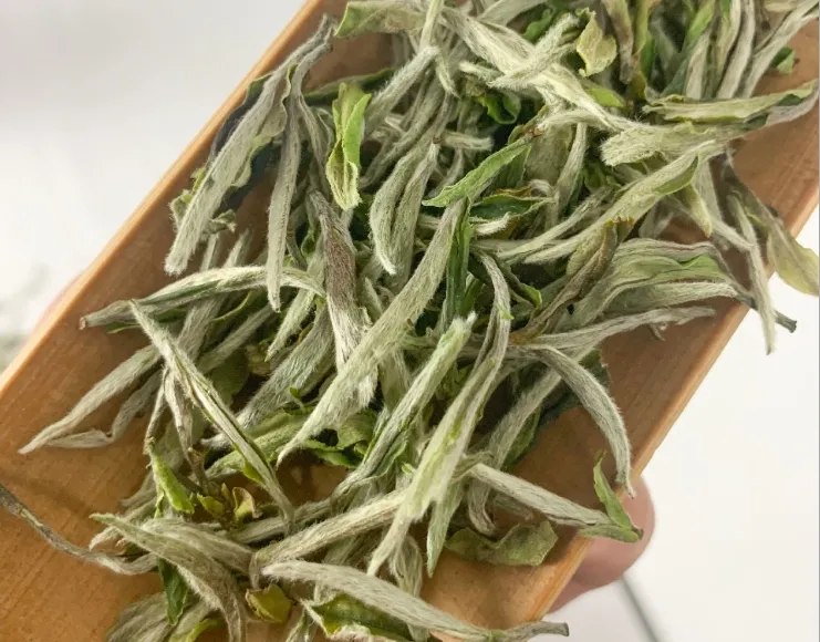 La zone de production principale vend directement du thé camélia à la pivoine blanche de haute qualité